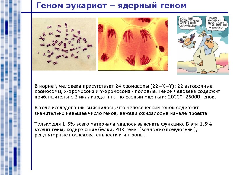 Геном эукариот – ядерный геном В норме у человека присутствует 24 хромосомы (22+X+Y): 22